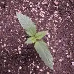 Zkittelz XL Auto - Ganja Farmer Seeds