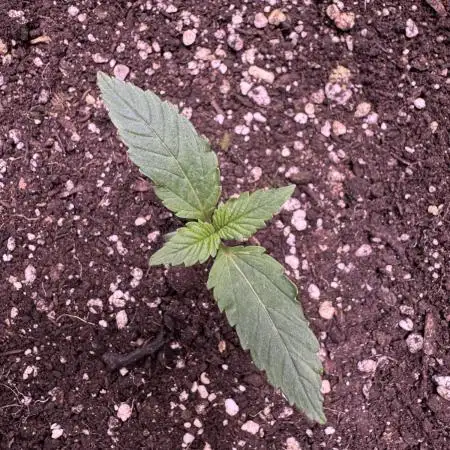 Zkittelz XL Auto - Ganja Farmer Seeds