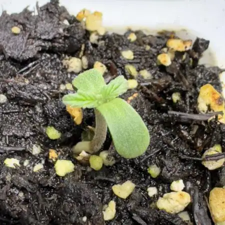CBD Lemon Auto - Herbies Seeds