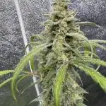 Sour Apple X Strawberry Gorilla Auto Fem