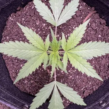 AUTO FRACTAL - Divine Seeds
