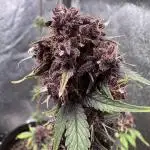 DARK LEMONADE AUTO - Delicious Seeds