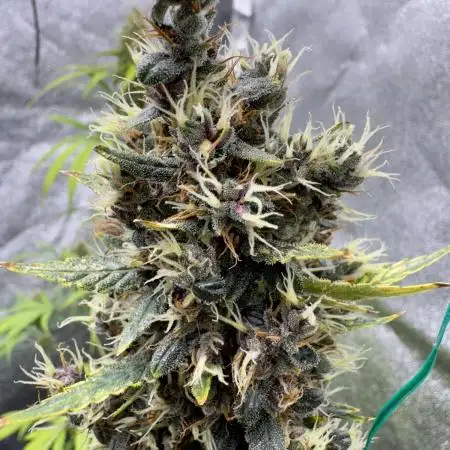 AUTO PURPLE OPIUM - Divine Seeds