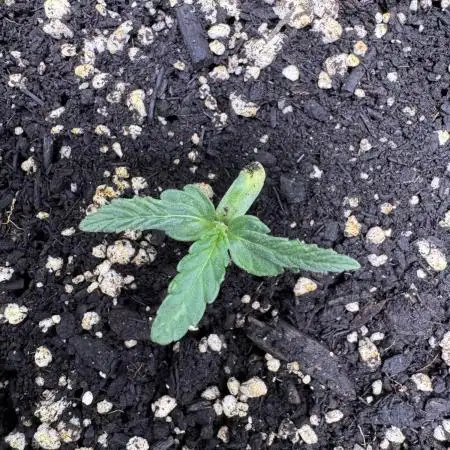 Wurlz F1 Autoflower - Zamnesia Seeds