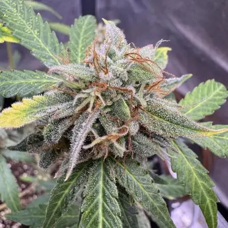Auto AK Triple Haze - Super Sativa Seed Club