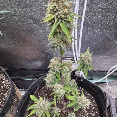 Auto Elephant - Super Sativa Seed Club