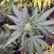 Purple Tangie Auto - Supernatural Seeds