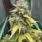 Big Demon by Divine Seeds