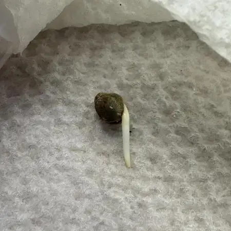 Elephant Berry Auto