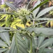 Purple Tangie Auto - Supernatural Seeds