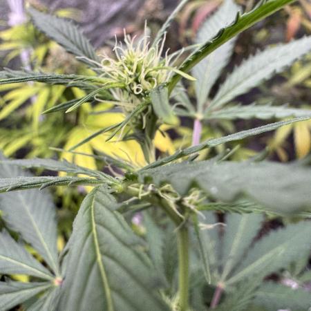 Purple Tangie Auto - Supernatural Seeds