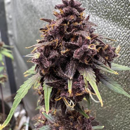 DARK LEMONADE AUTO - Delicious Seeds