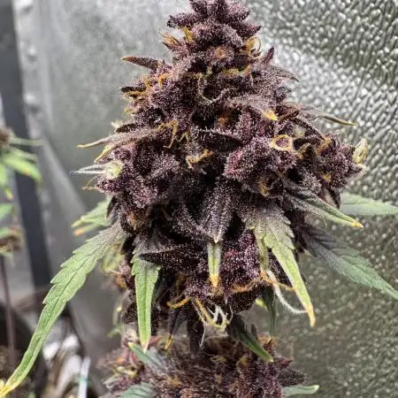 DARK LEMONADE AUTO - Delicious Seeds