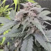 Caramel Auto - FastBuds