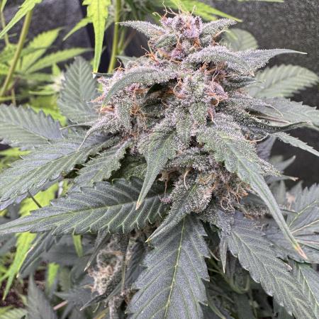 Caramel Auto - FastBuds