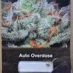 AUTO OVERDOSE - Divine Seeds
