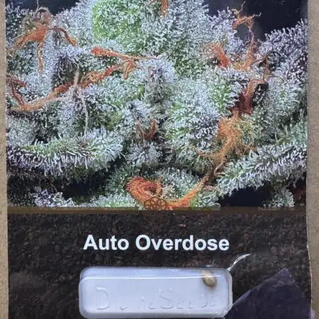 AUTO OVERDOSE - Divine Seeds