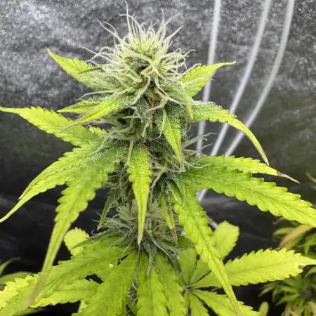 Apple and Blackberry F1 Auto - Tastebudz