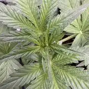 Sour Apple X Strawberry Gorilla Auto