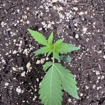 Caramel Auto - TasteBudz