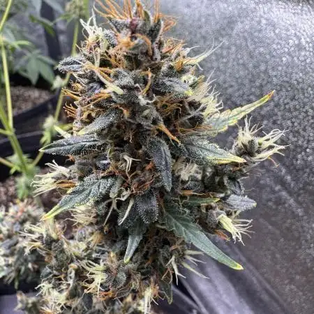AUTO PURPLE OPIUM - Divine Seeds