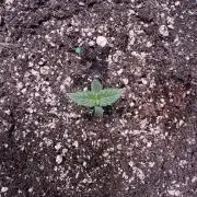 Wild Strawberry F1 Auto Run 2-TasteBudz