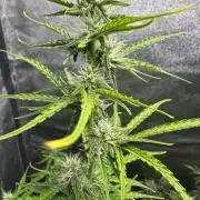 CBD Lemon Auto - Herbies Seeds