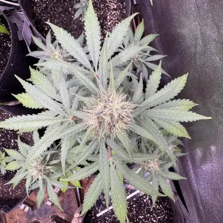 Midnight Moonshine F1 Auto - TasteBudz