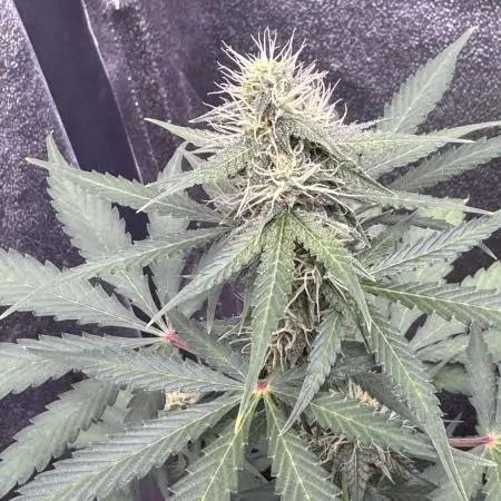 Midnight Moonshine F1 Auto - TasteBudz