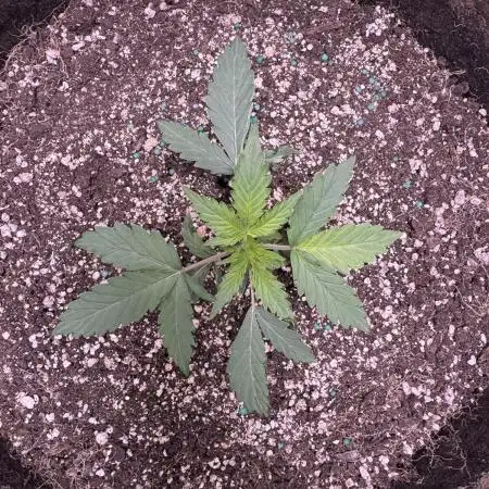 AUTO WHITE WIDOW - Divine Seeds