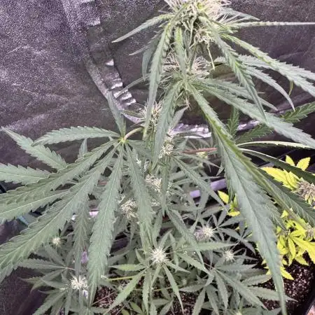Sour Apple X Strawberry Gorilla Auto Fem