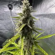 CBD Lemon Auto - Herbies Seeds