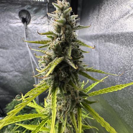 CBD Lemon Auto - Herbies Seeds