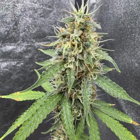 Apple and Blackberry F1 Auto - Tastebudz