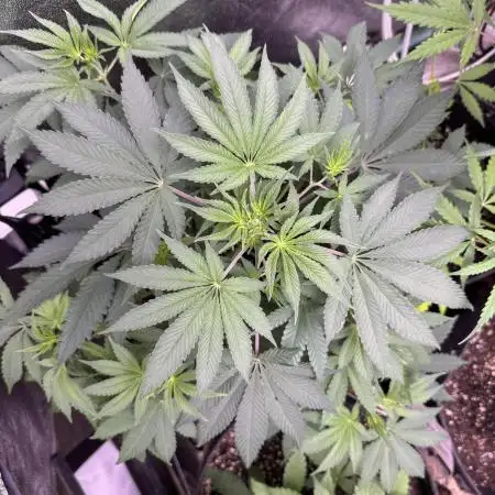 Auto Big Demon by Divine Seeds