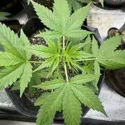 Purple Tangie Auto - Supernatural Seeds