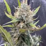 Zkittelz XL Auto - Ganja Farmer Seeds