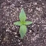 Apple Betty Auto from Herbies Seeds