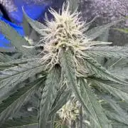 Wurlz F1 Autoflower - Zamnesia Seeds