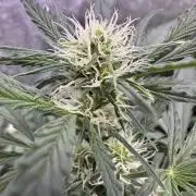 Sour Apple X Strawberry Gorilla Auto