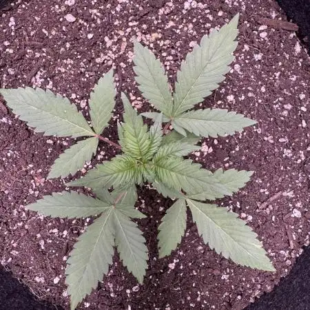 Zkittelz XL Auto - Ganja Farmer Seeds