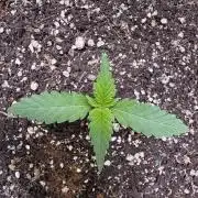 Sticky Broccoli Auto-Zamnesia