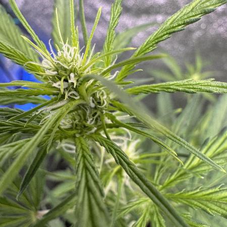 CBD Lemon Auto - Herbies Seeds