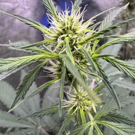 Wild Strawberry F1 Auto Run 2-TasteBudz