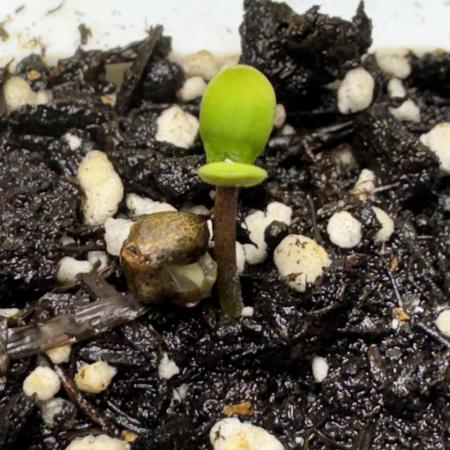Sticky Broccoli Auto-Zamnesia