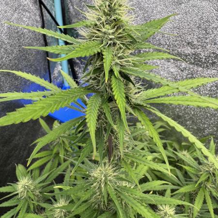 Pineapple Coconut Auto