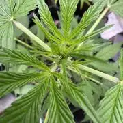 Purple Tangie Auto - Supernatural Seeds