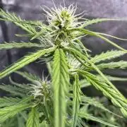CBD Lemon Auto - Herbies Seeds