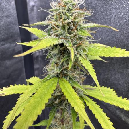 Auto Elephant - Super Sativa Seed Club