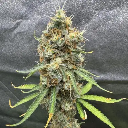Apple and Blackberry F1 Auto - Tastebudz